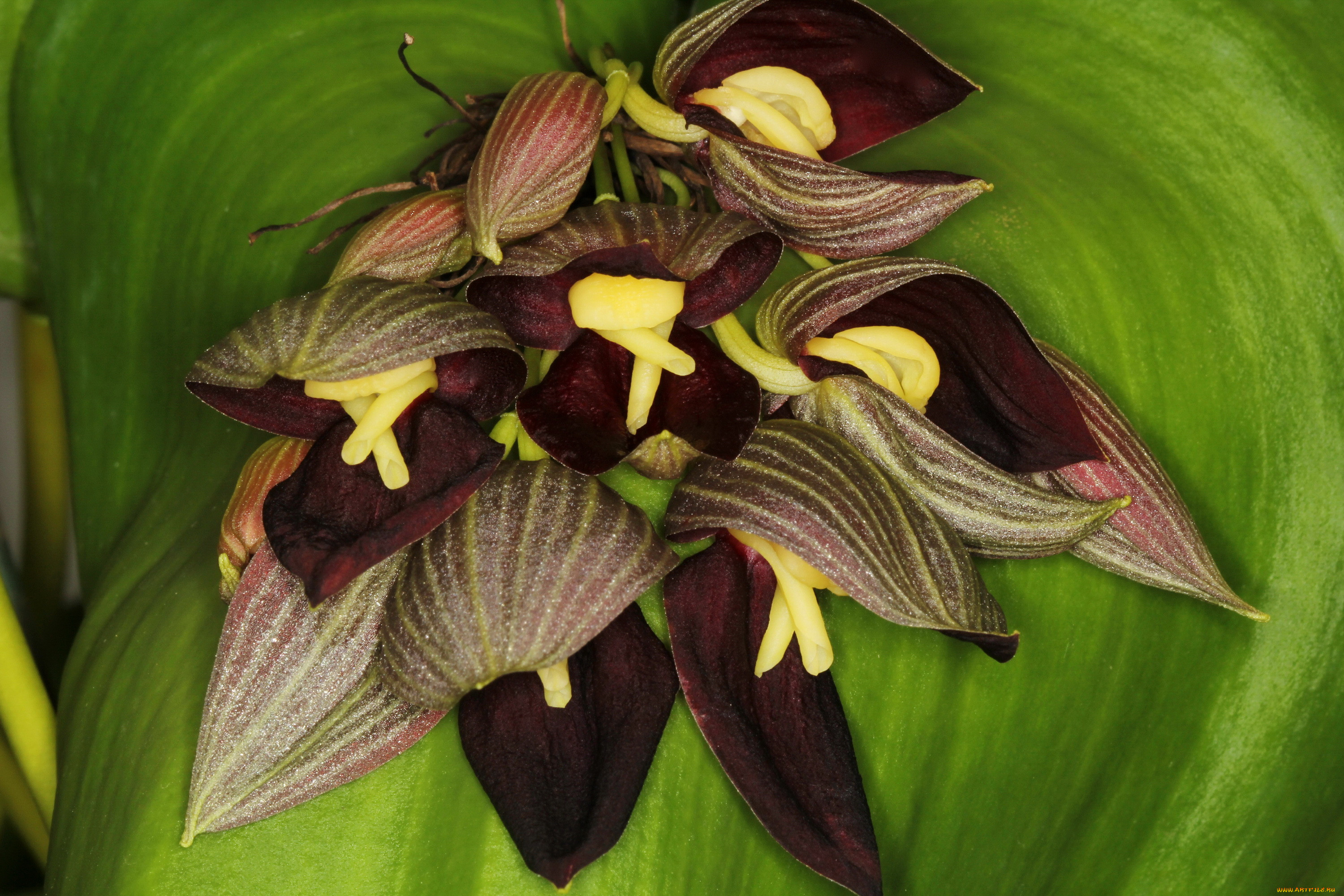  pleurothallis teaguei, , , pleurothallis, teaguei